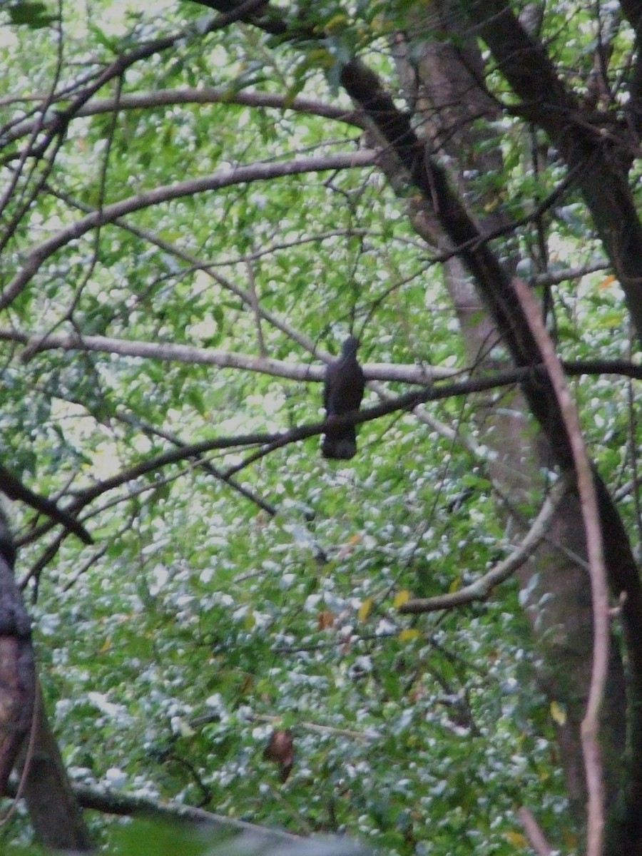 Bolle's Pigeon - ML645171975