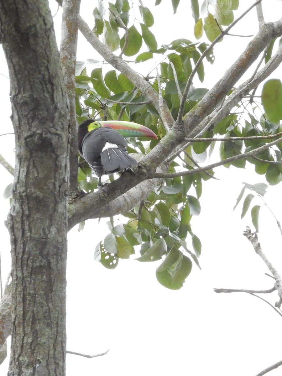 regnbuetukan - ML645171981