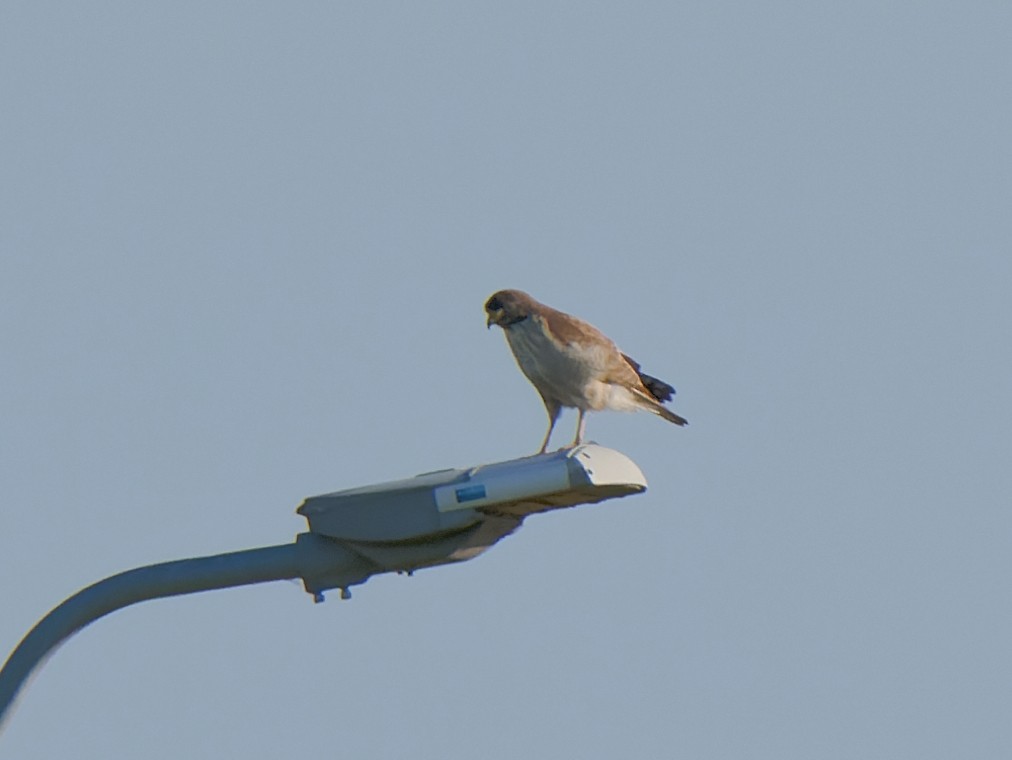 Yol Şahini - ML645171985