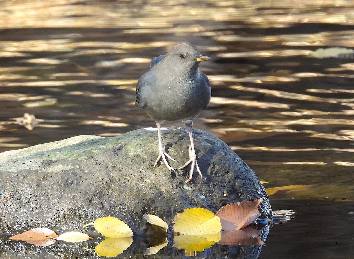 American Dipper - ML645171988