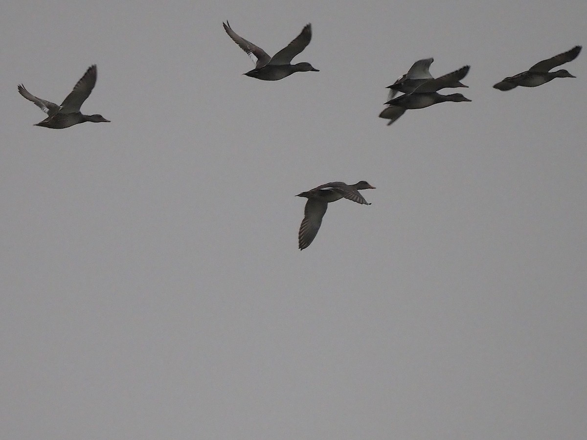 Ánade Friso - ML645171989