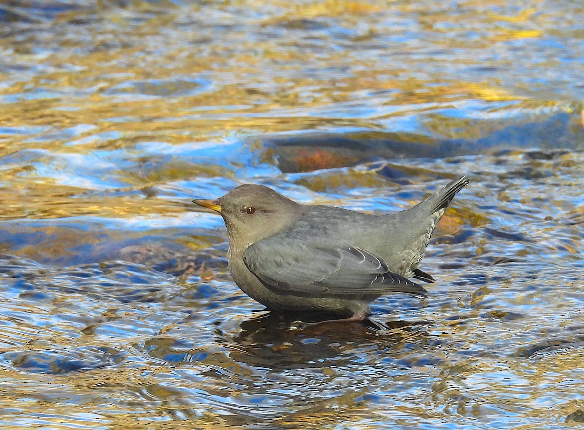 American Dipper - ML645171991
