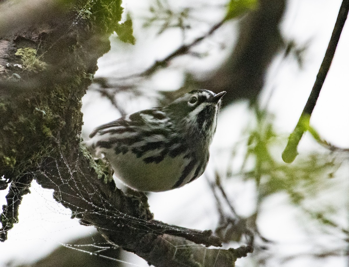 Black-and-white Warbler - ML645171993