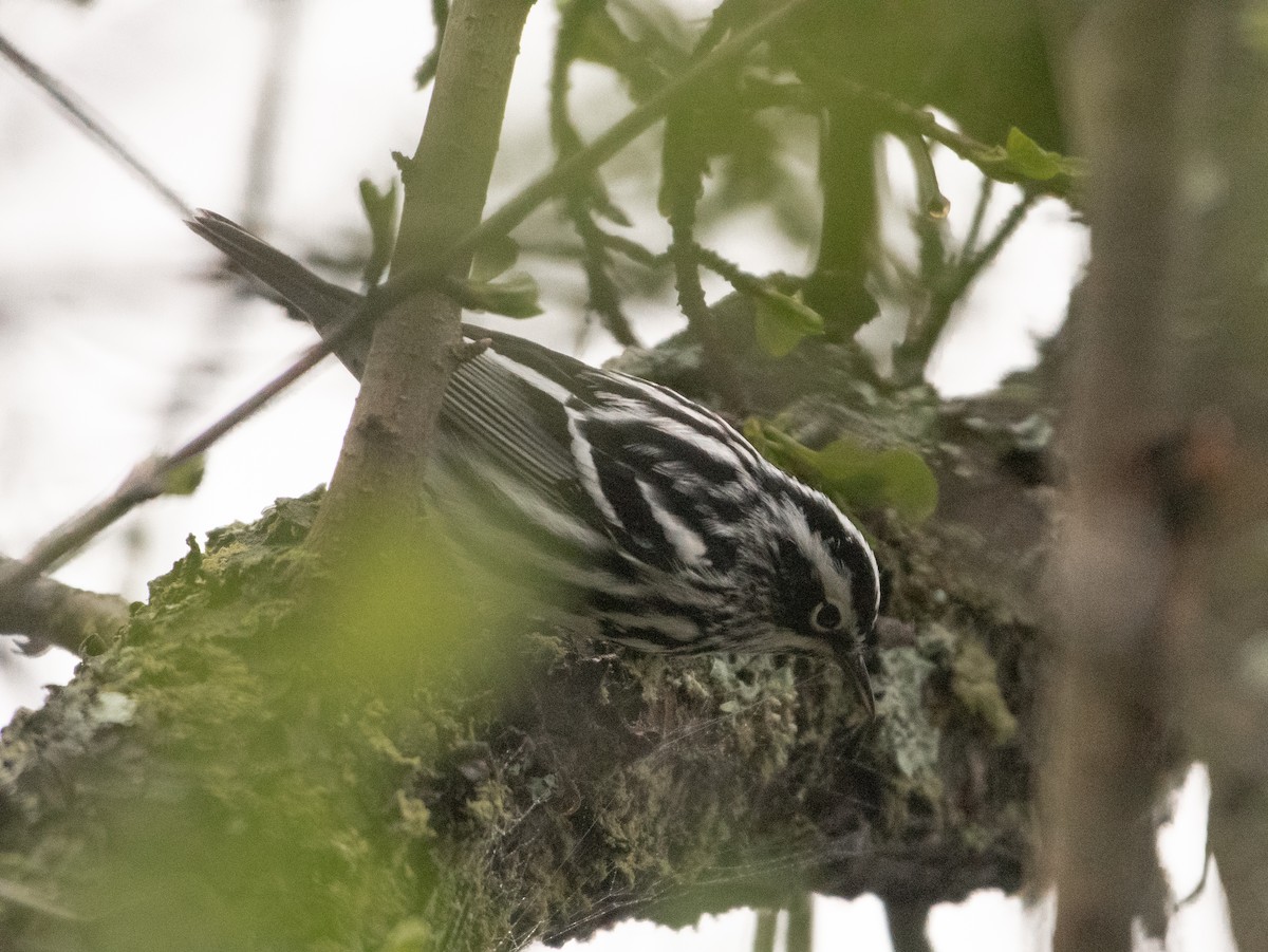 Black-and-white Warbler - ML645171994