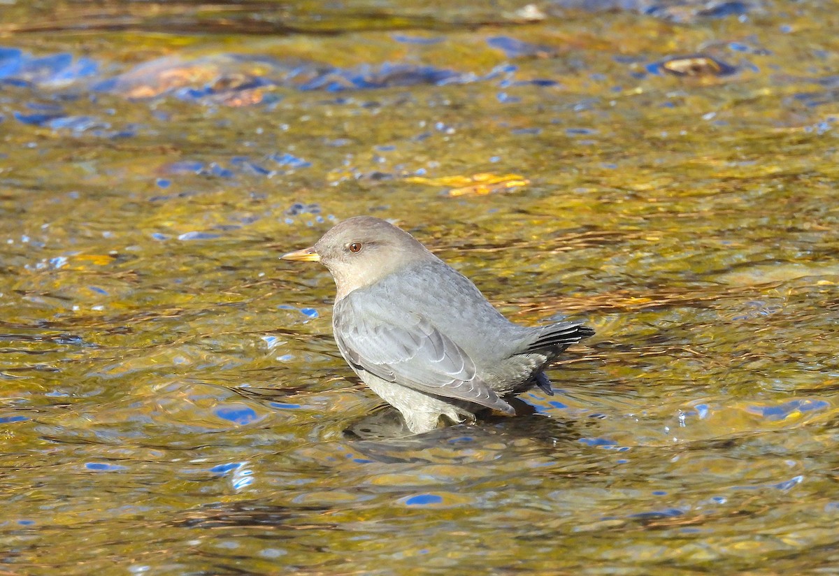 American Dipper - ML645171995