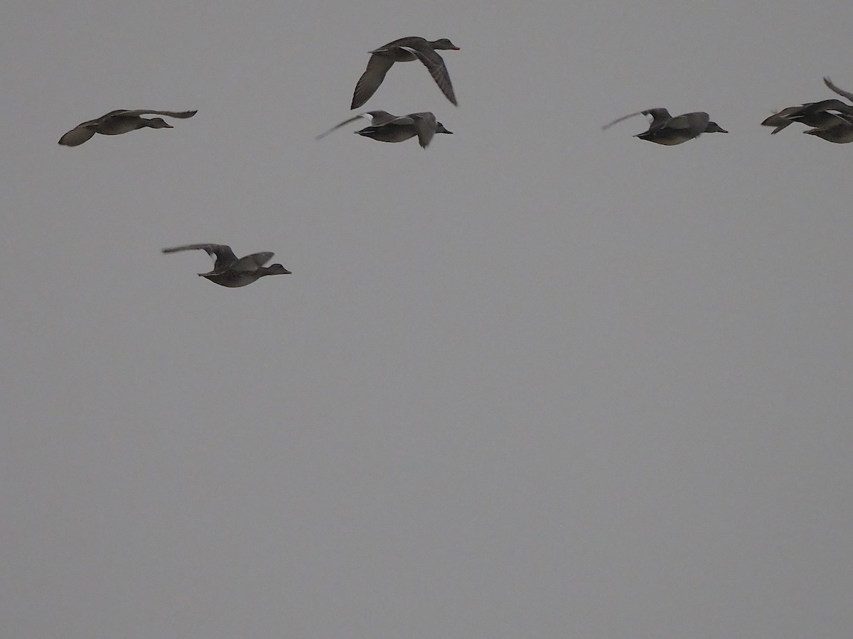 Ánade Friso - ML645172000