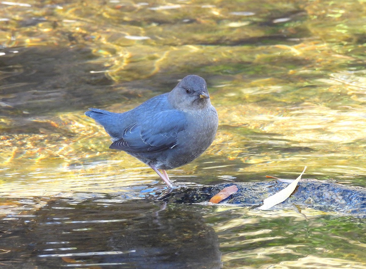 American Dipper - ML645172002