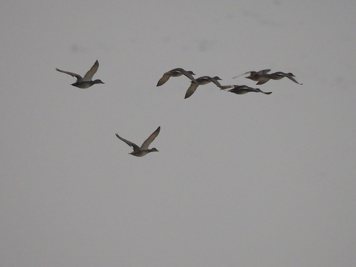 Ánade Friso - ML645172003