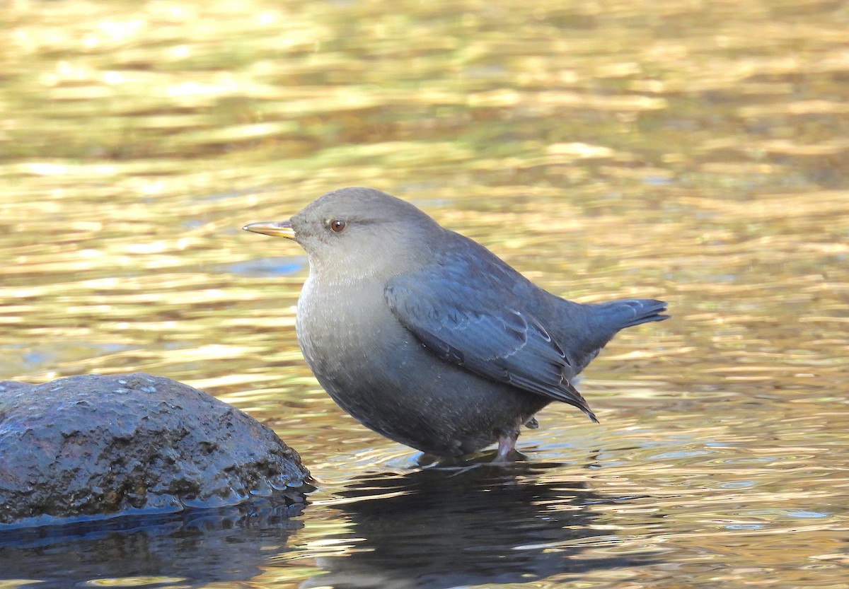 American Dipper - ML645172004