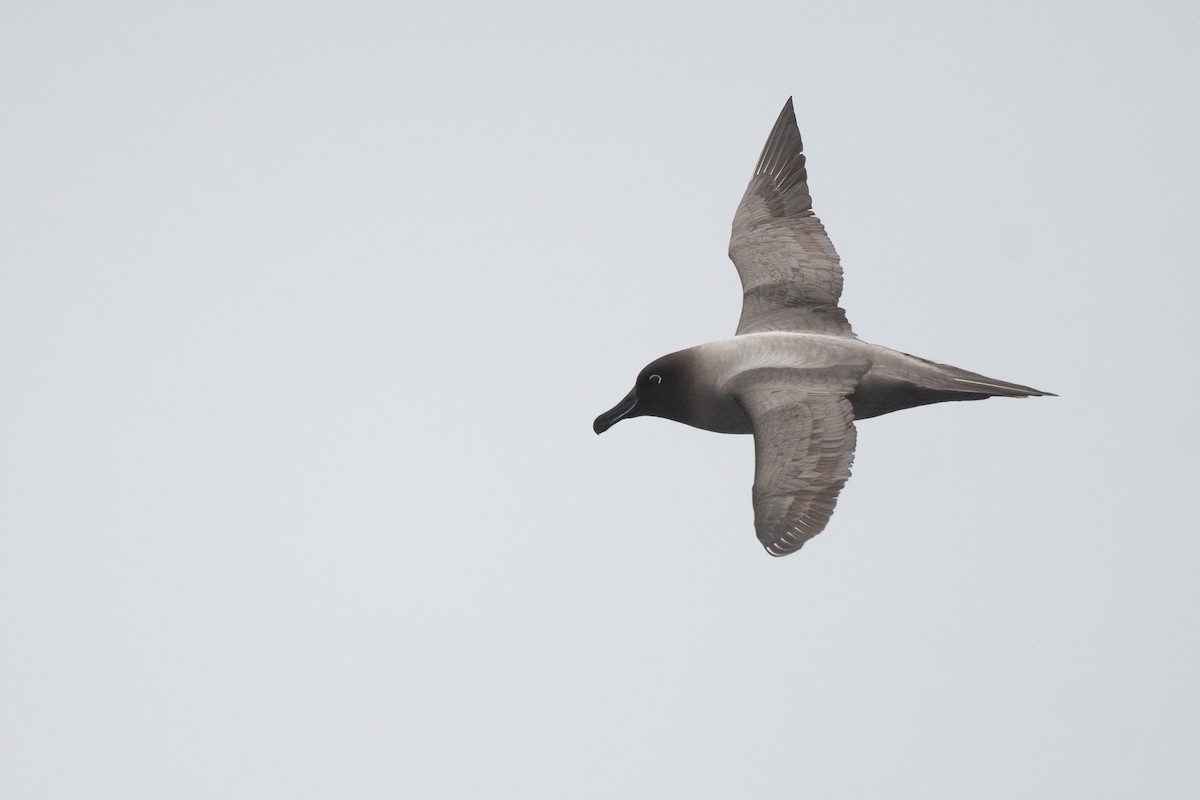 Graumantelalbatros - ML645172007