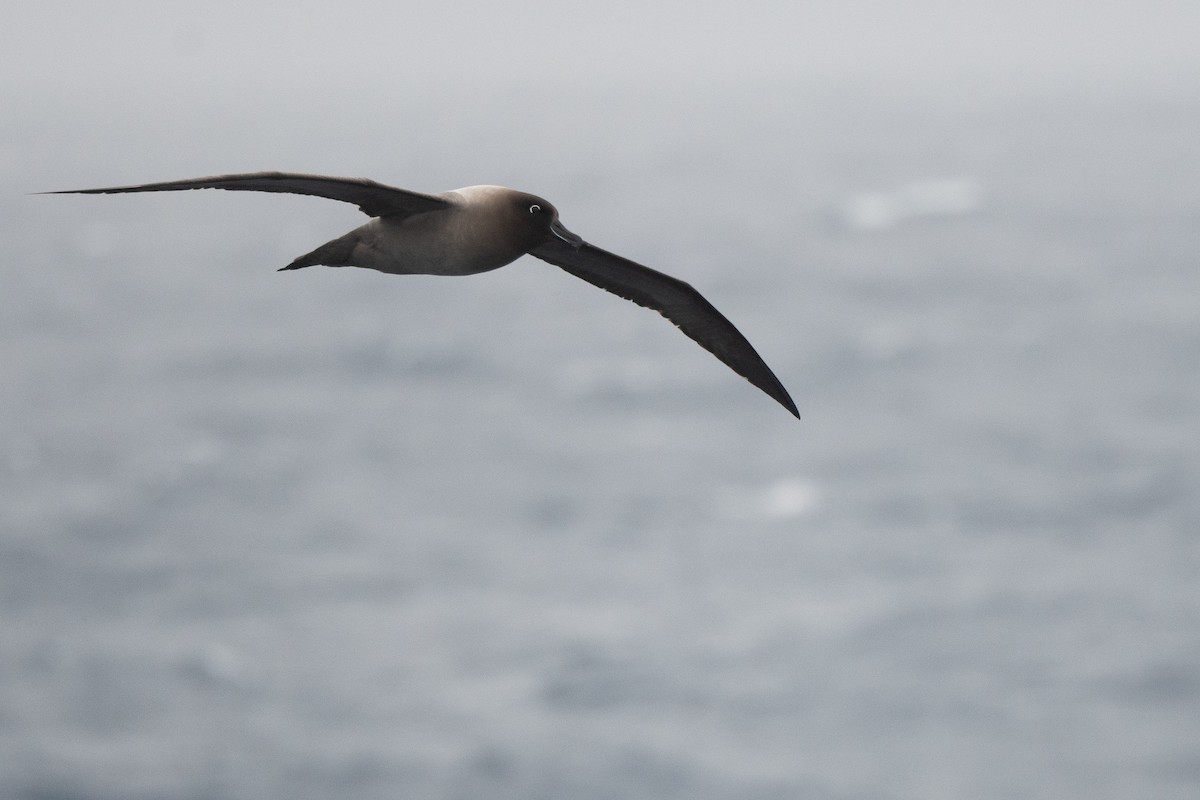 Graumantelalbatros - ML645172009
