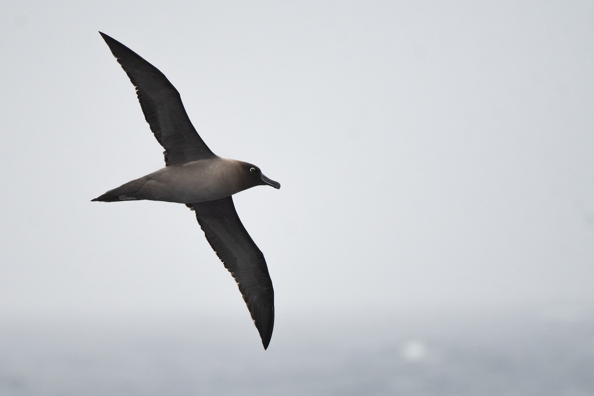 Graumantelalbatros - ML645172010