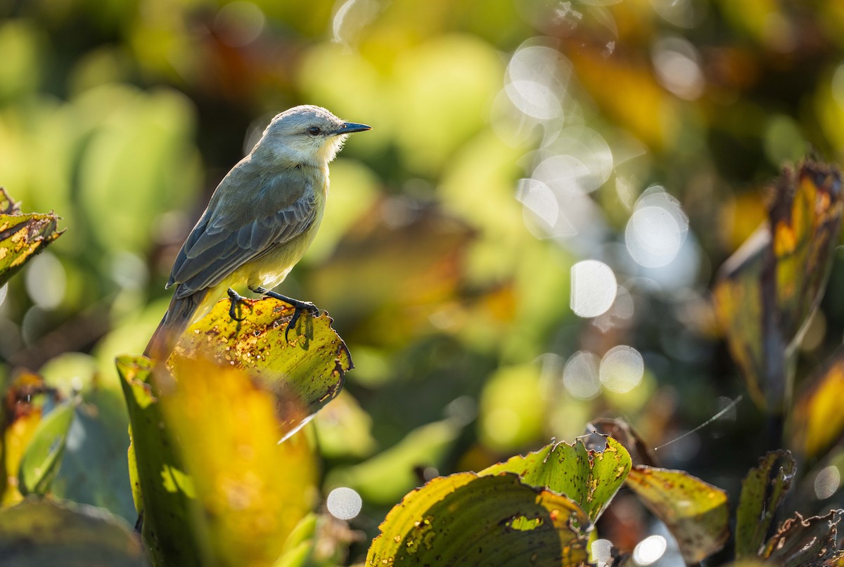 ウシタイランチョウ - ML645172033