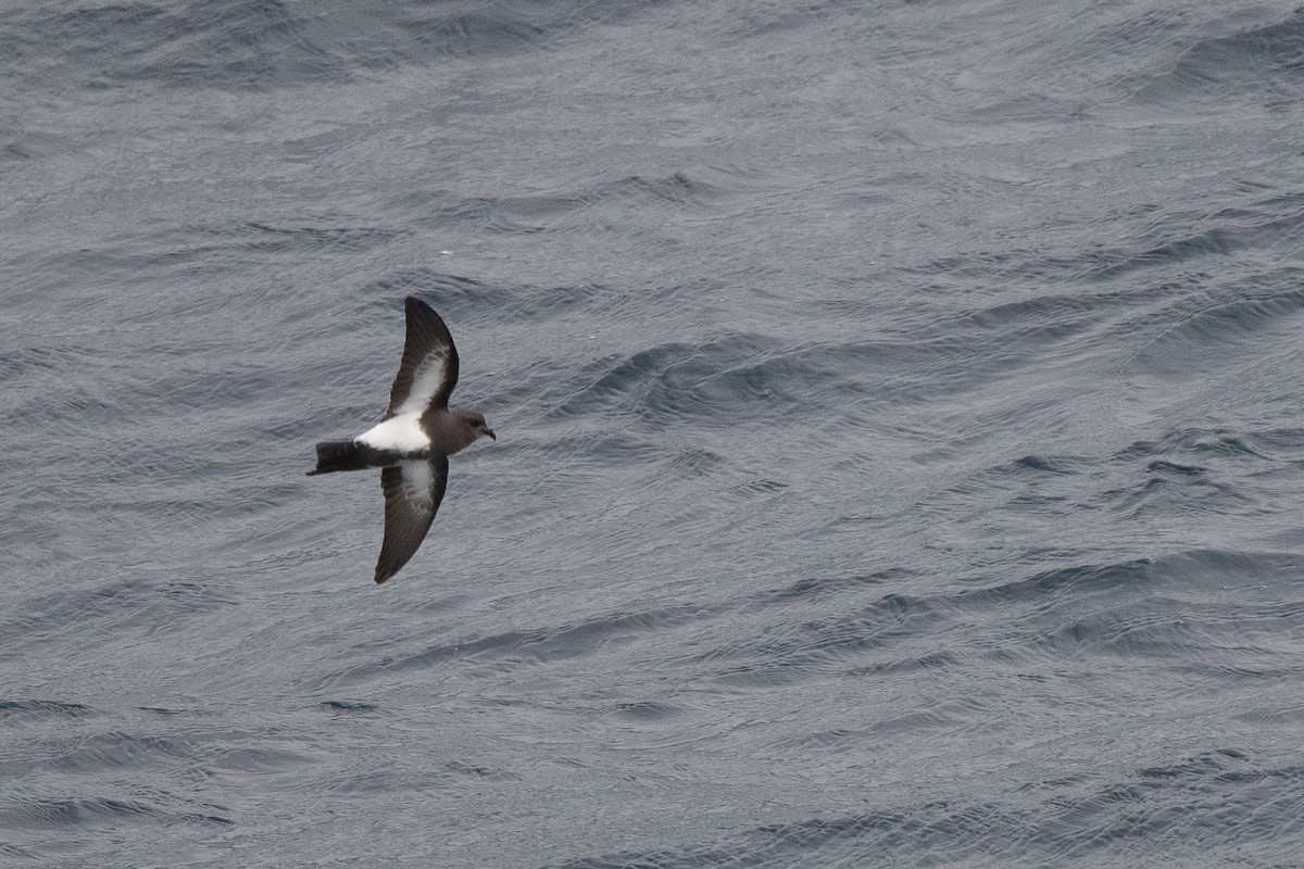 Black-bellied Storm-Petrel - ML645172034
