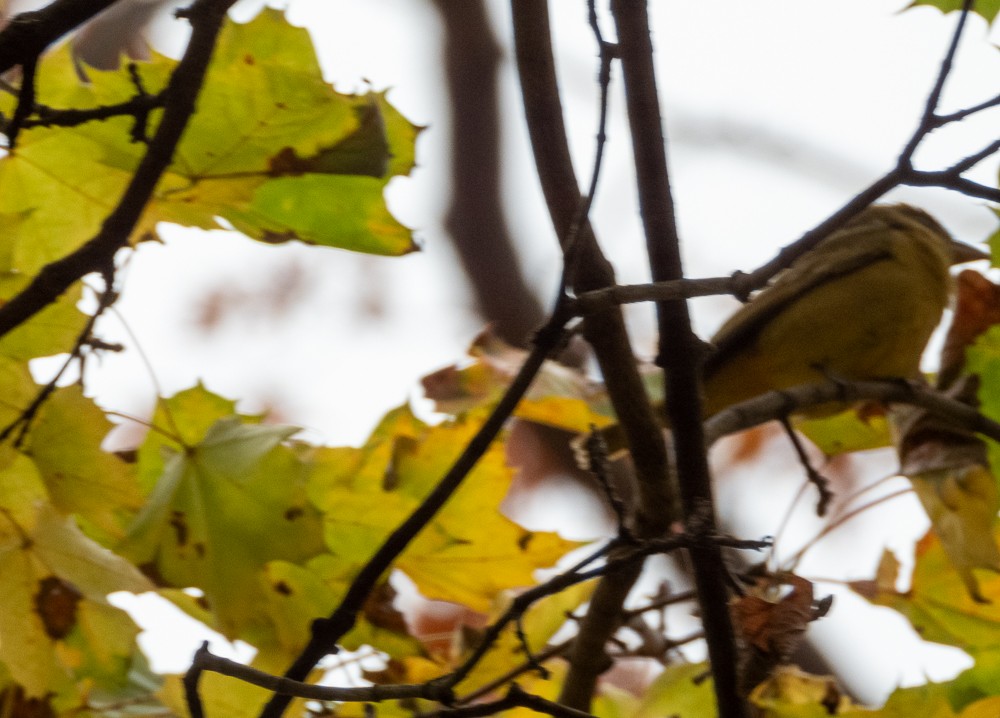 Summer Tanager - ML645172041