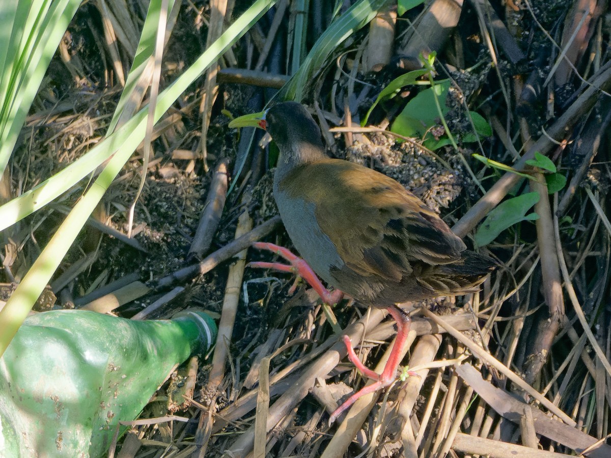 Kurşuni Sukılavuzu - ML645172044