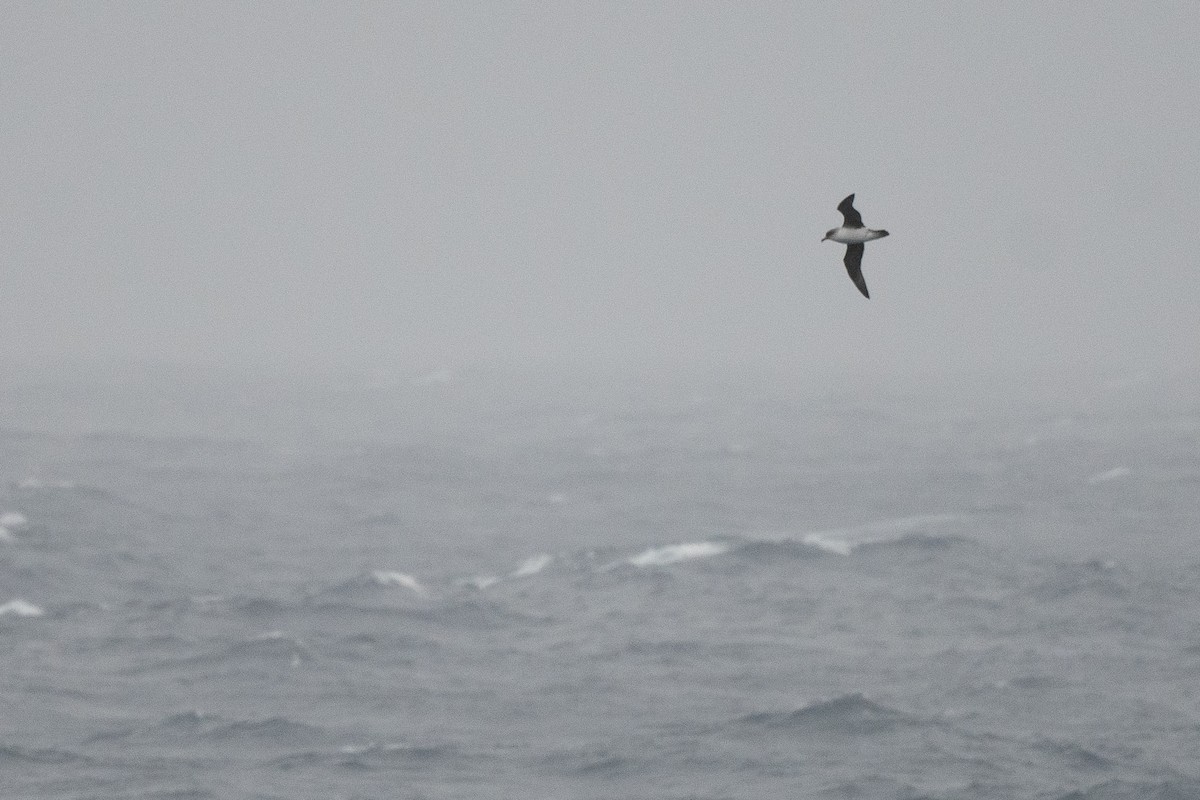 Gray Petrel - ML645172046