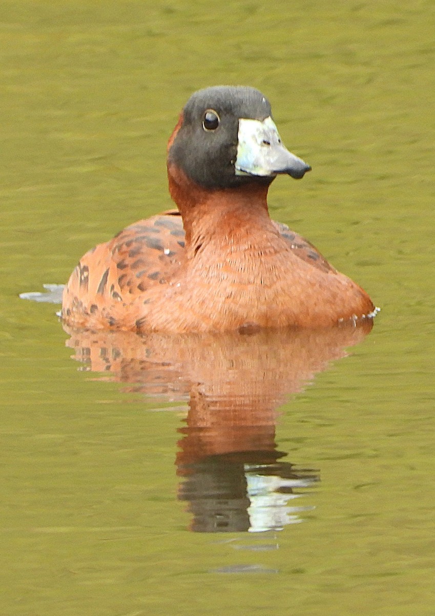 maskeand - ML645172055