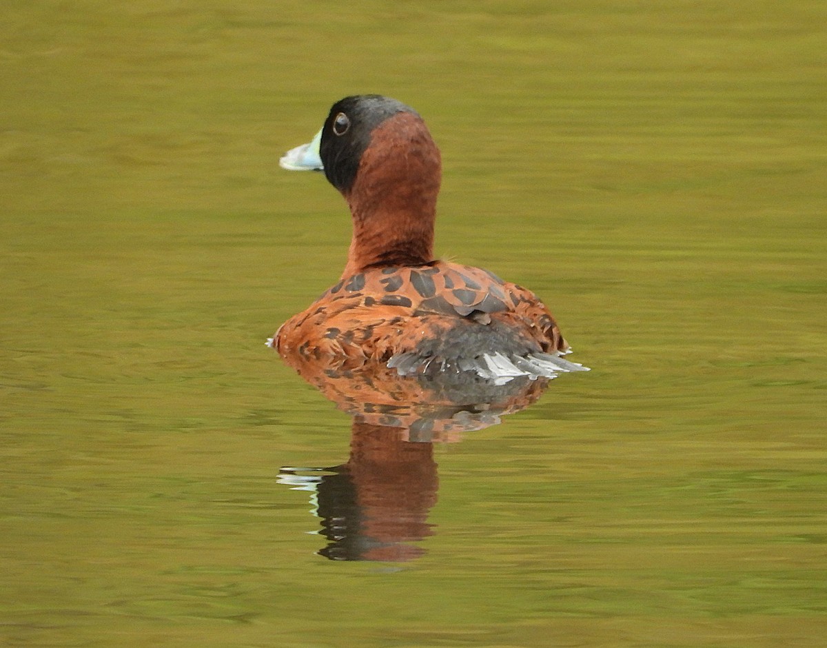 maskeand - ML645172056