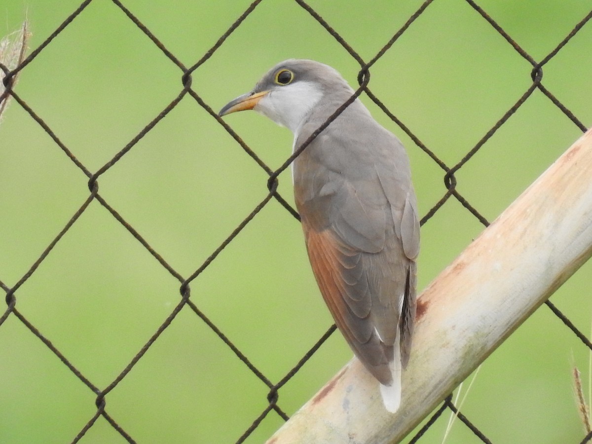 Yellow-billed Cuckoo - ML645172059
