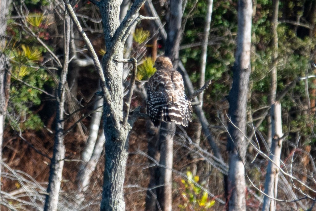 Red-shouldered Hawk - ML645172062