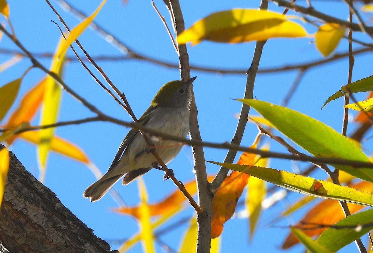 brunsideparula - ML645172069