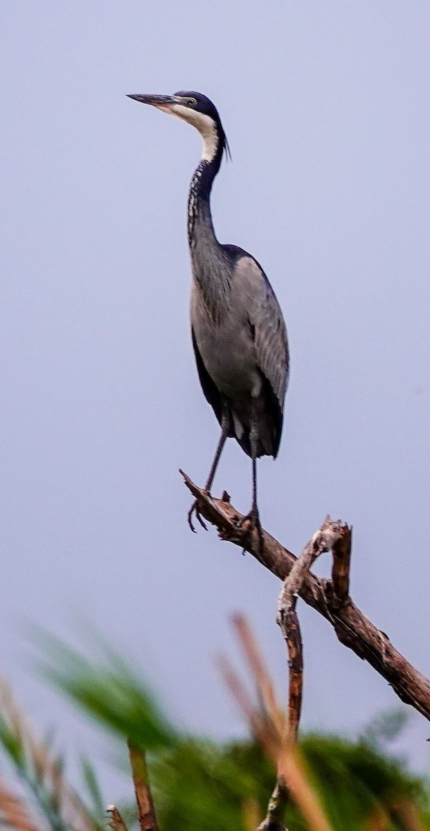 Héron mélanocéphale - ML645172072