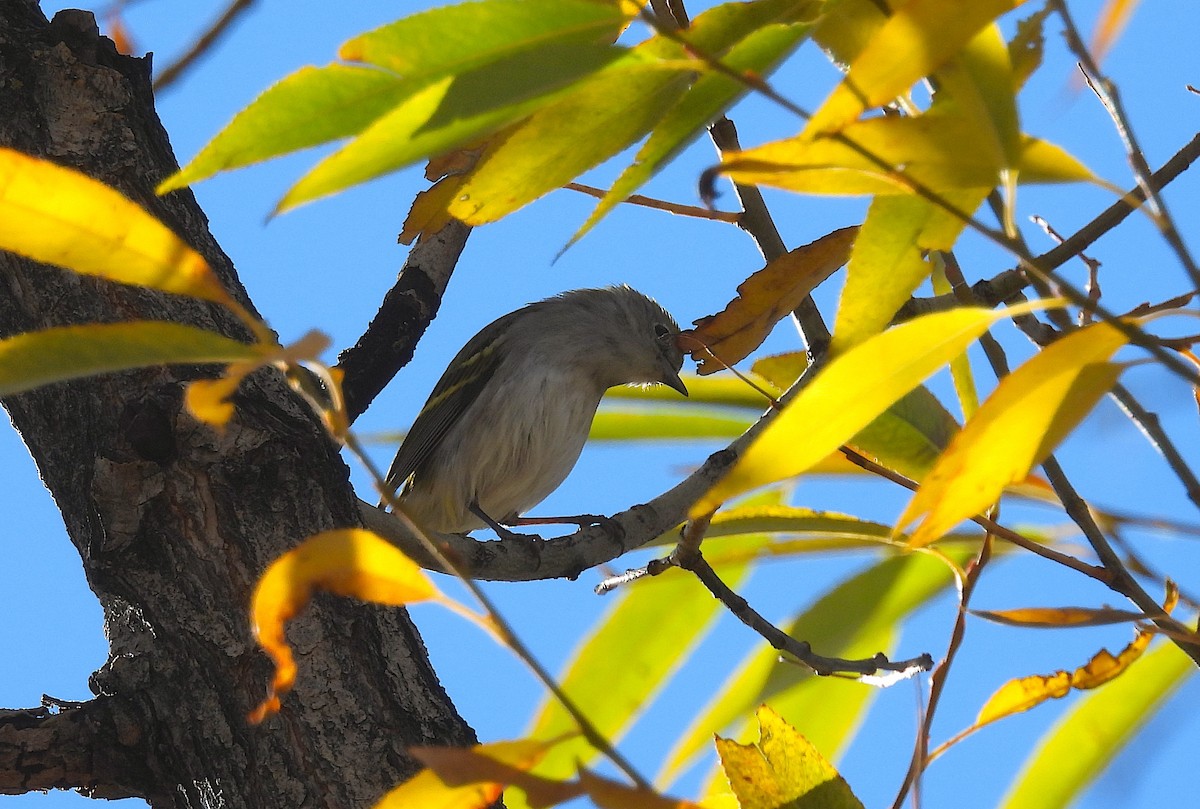 brunsideparula - ML645172076