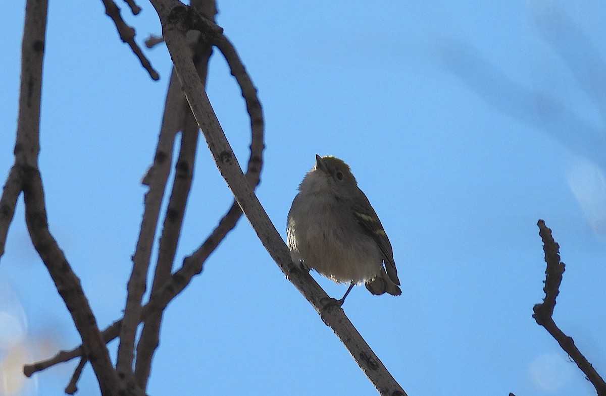 brunsideparula - ML645172080