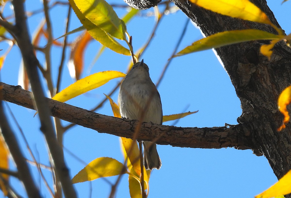 brunsideparula - ML645172083