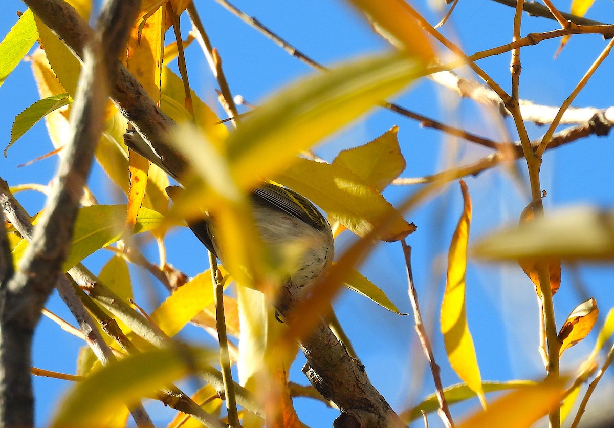 brunsideparula - ML645172085