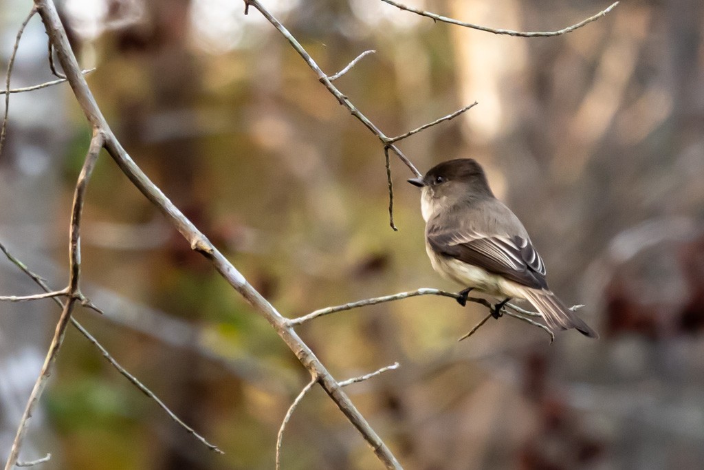 Eastern Phoebe - ML645172089