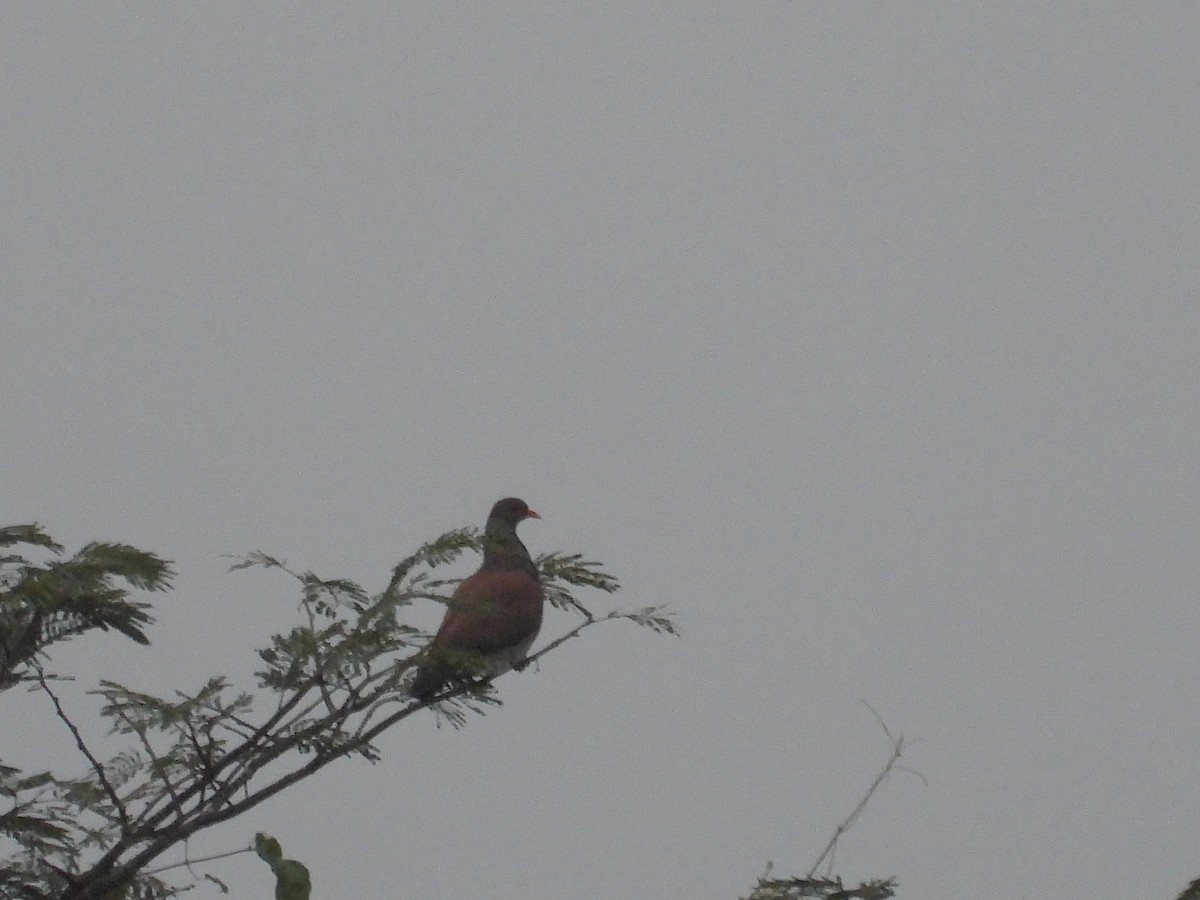 Scaled Pigeon - ML645172091