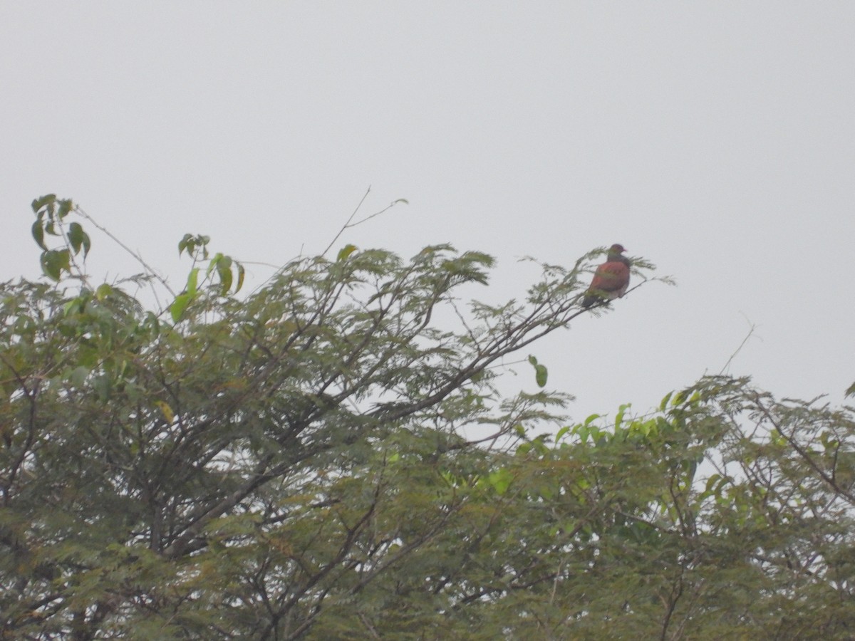Scaled Pigeon - ML645172092