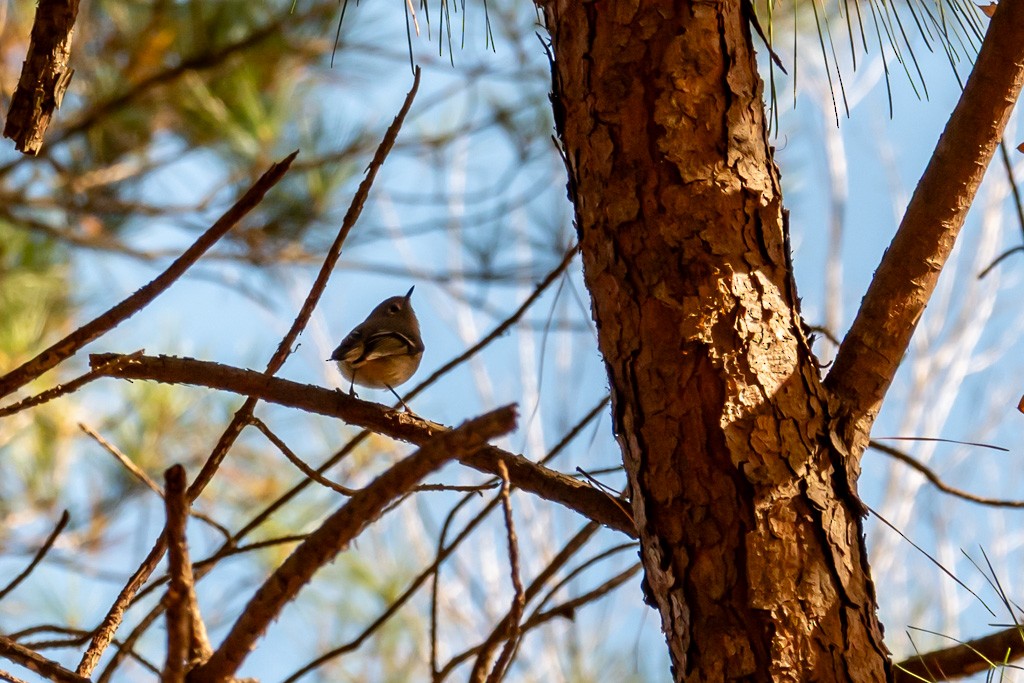Ruby-crowned Kinglet - ML645172094