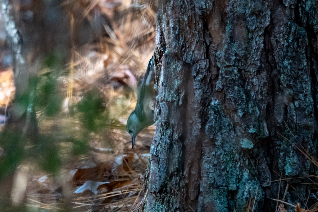 White-breasted Nuthatch - ML645172105