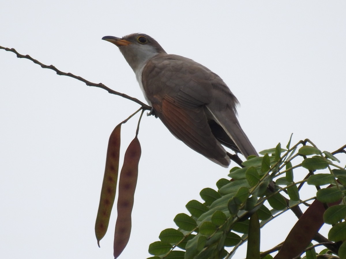 Yellow-billed Cuckoo - ML645172107