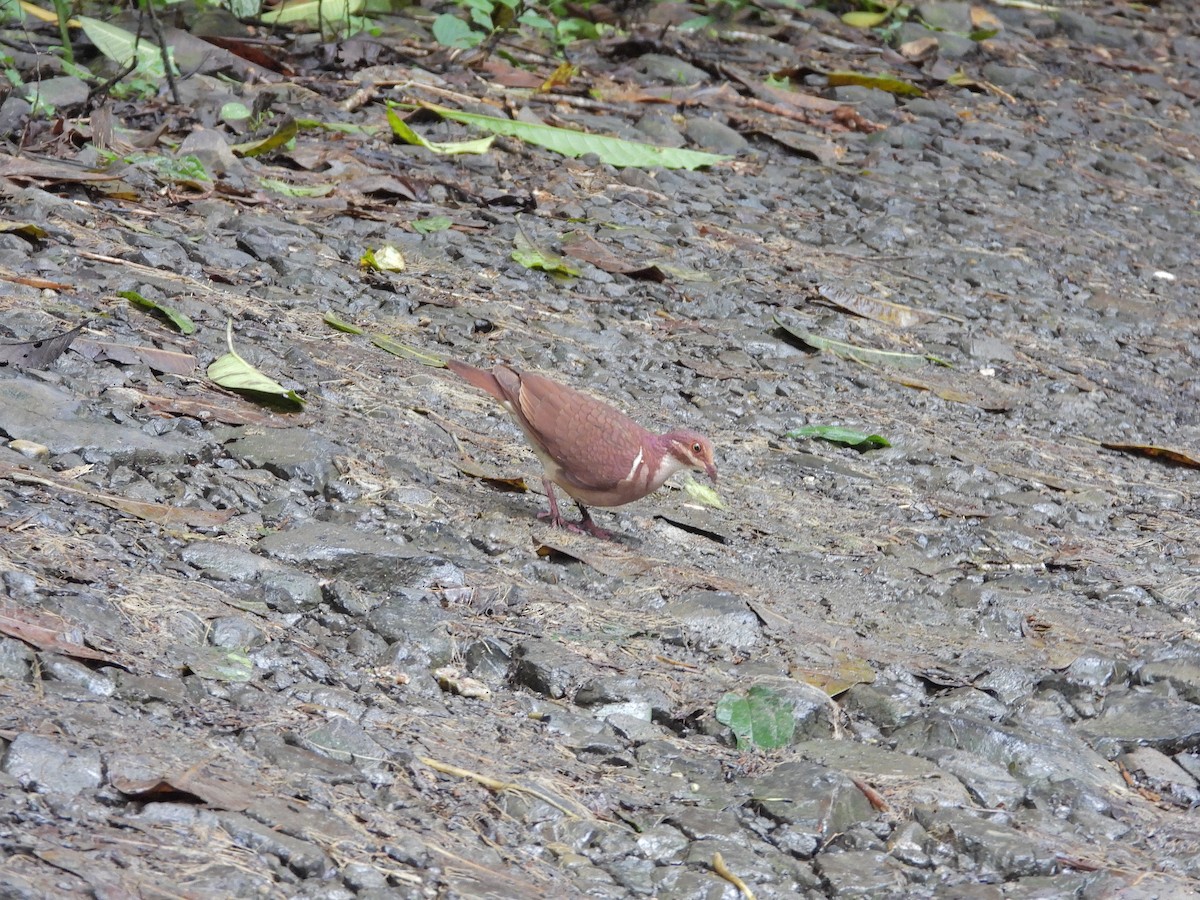 Ruddy Quail-Dove - ML645172109