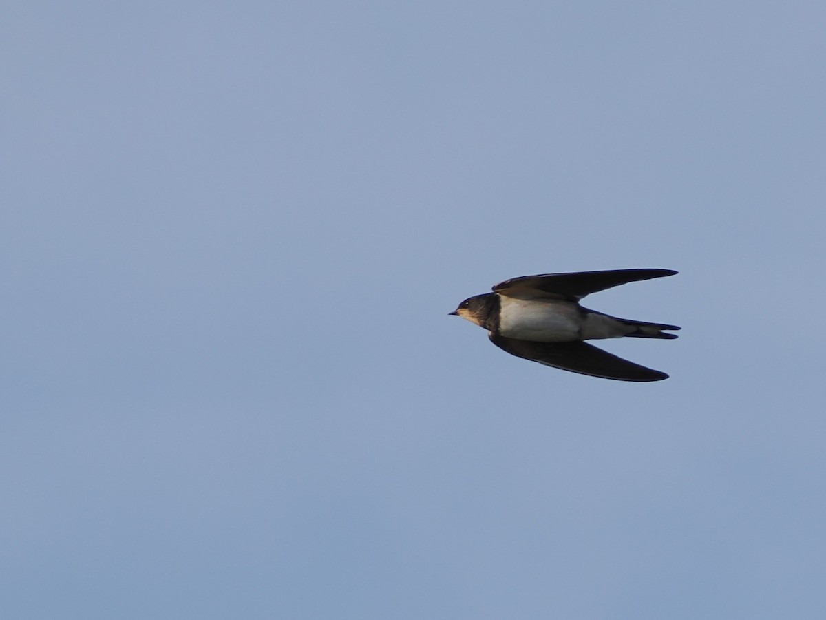 Barn Swallow - ML645172122
