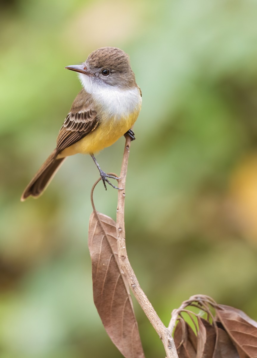 ハシグロオオヒタキモドキ - ML645172147