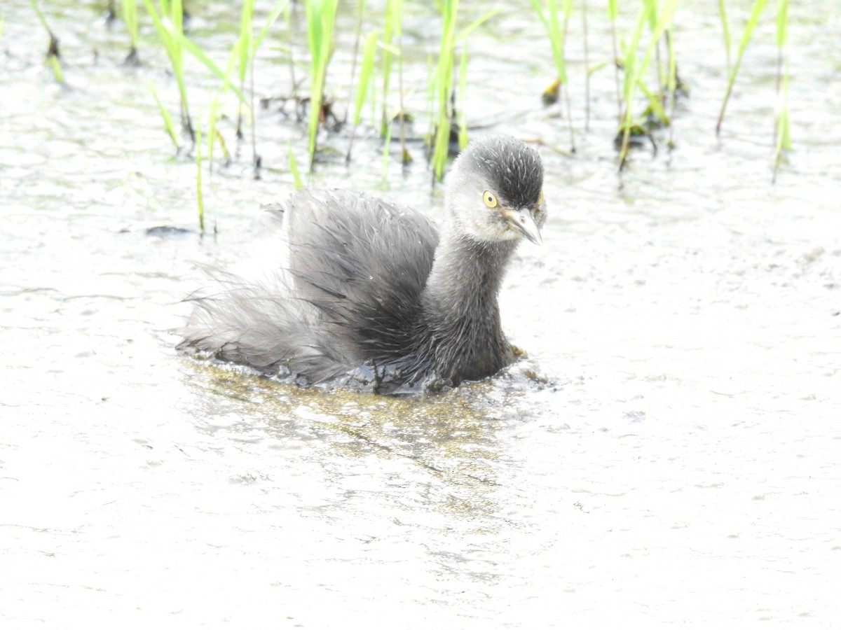 Least Grebe - ML645172150