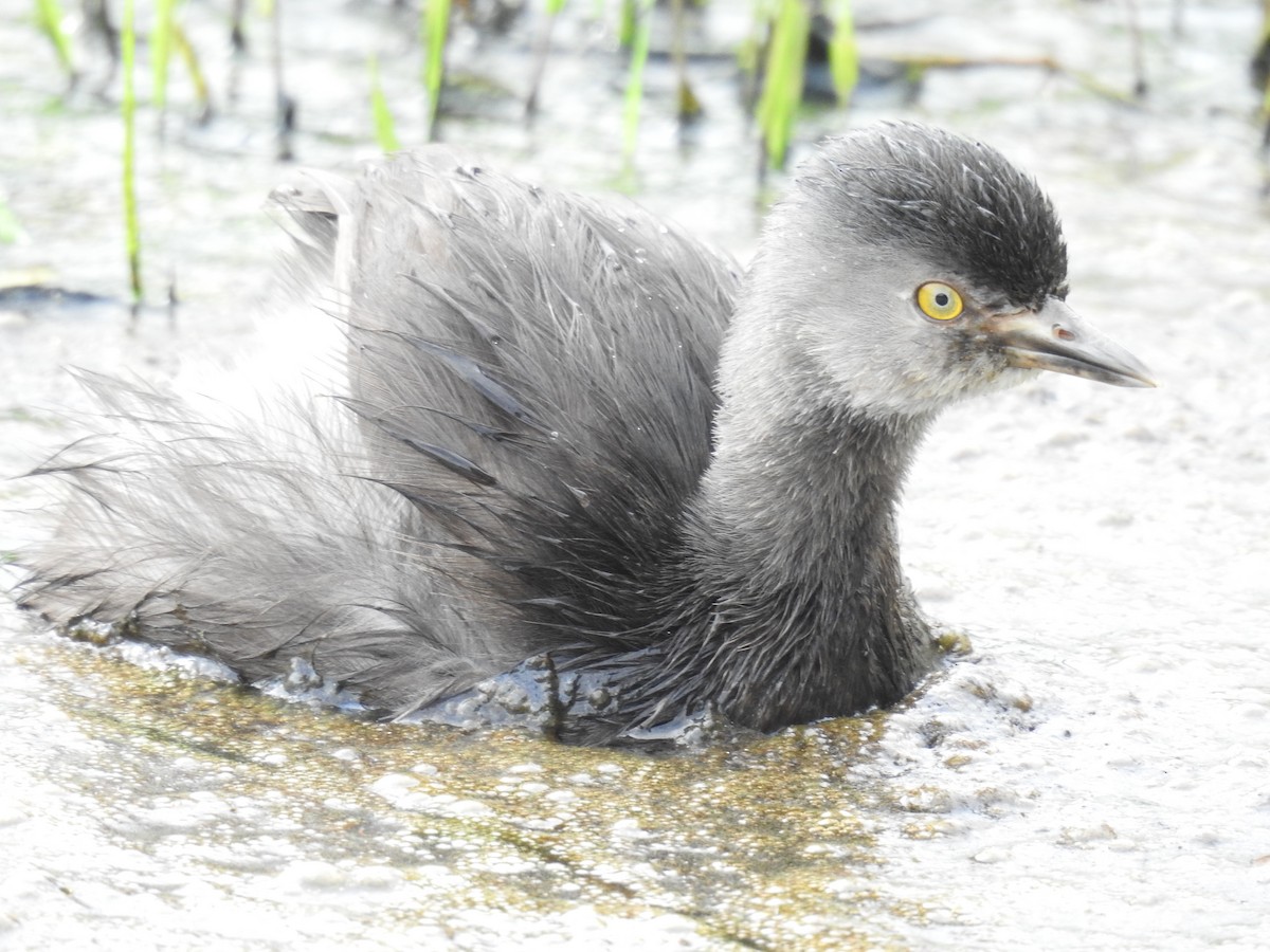 Least Grebe - ML645172151