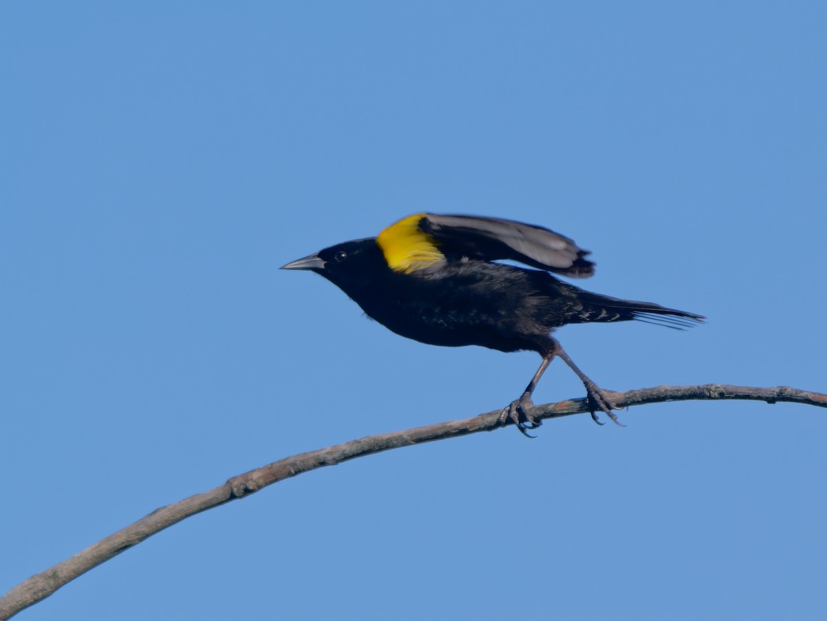 Varillero Aliamarillo - ML645172157