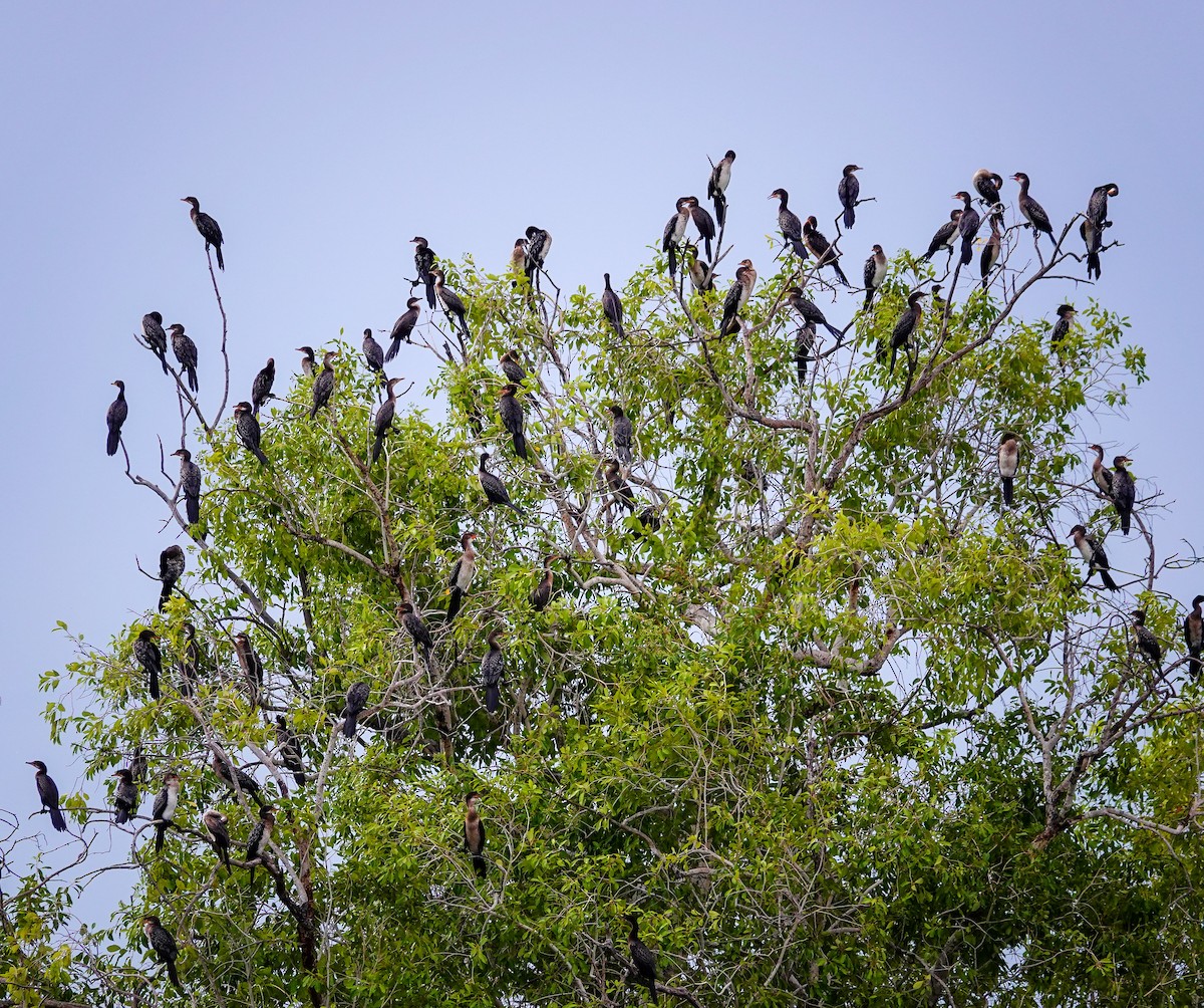 kormorán dlouhoocasý - ML645172161