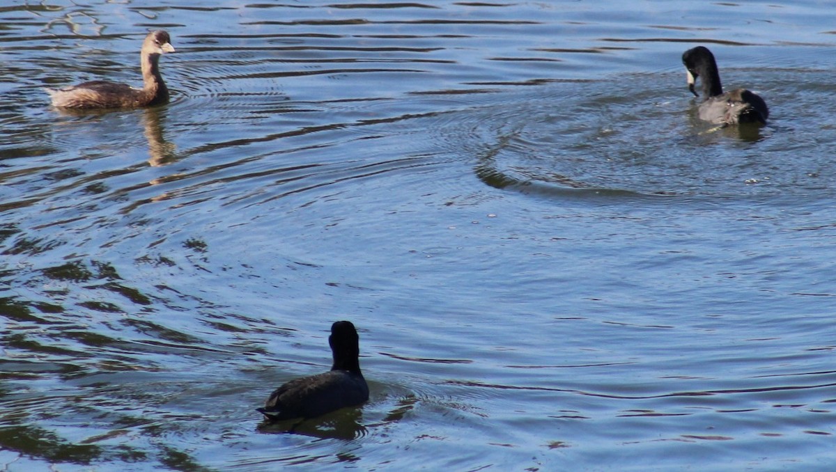 Лиска американська - ML645172165