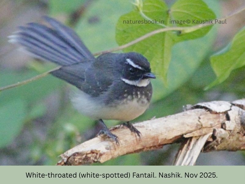 Spot-breasted Fantail - ML645172171