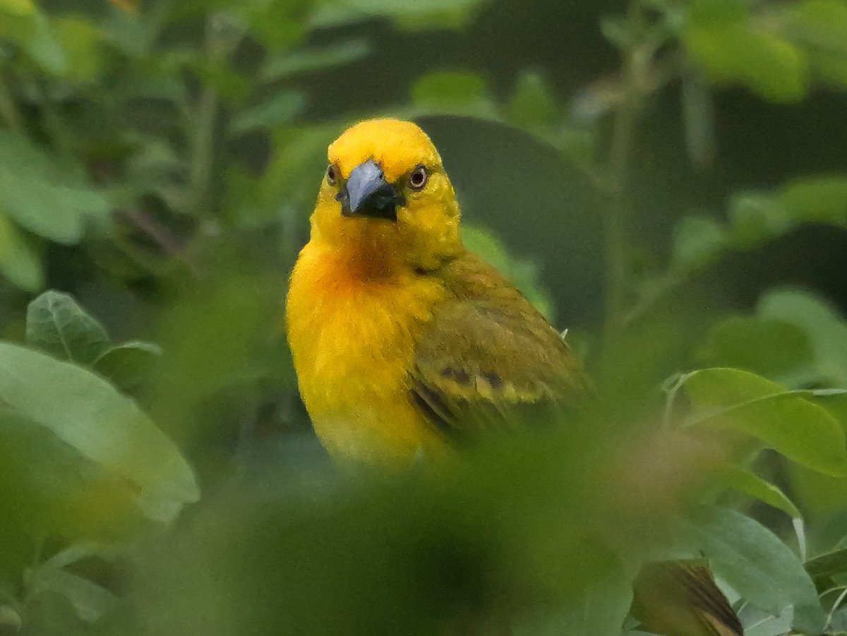 Holub's Golden-Weaver - ML645172199