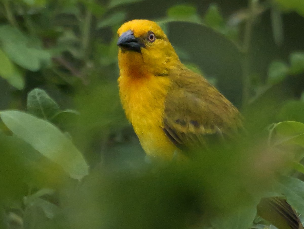 Holub's Golden-Weaver - ML645172200