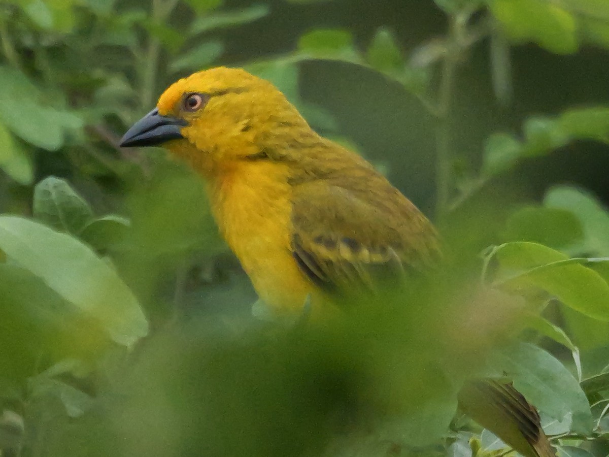Holub's Golden-Weaver - ML645172201
