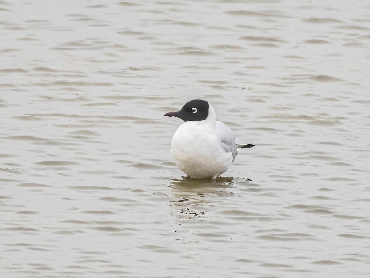 Andean Gull - ML645172202